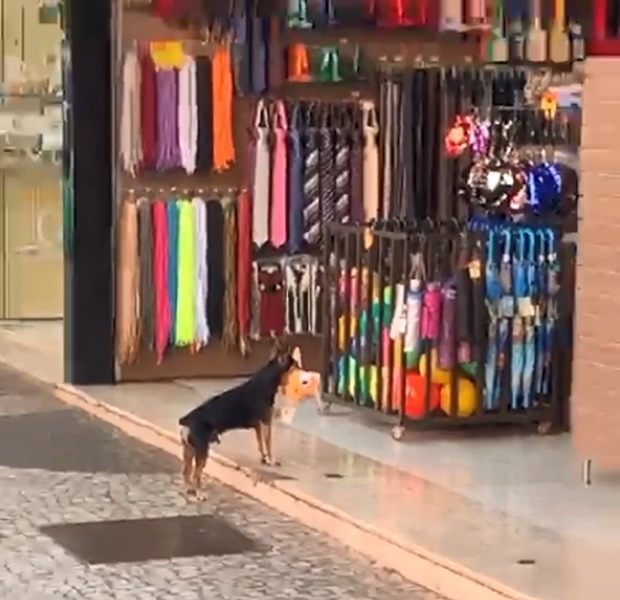 Cachorro foi flagrado  furtando  brinquedo de pelúcia de loja em Votuporanga — Foto: Arquivo Pessoal/Hiago Gonçalves
