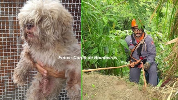 Mais um cãozinho é resgatado de penhasco pelos Bombeiros em Marília