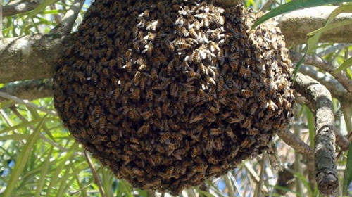 Mais uma vez, moradores da Vila Abarca são surpreendidos por enxame abelhas/Foto: Ilustrativa