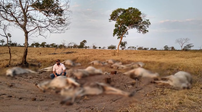 Pecuarista perdeu mais de 10 cabeças de gado da raça nelore em MT — Foto: Arquivo pessoal