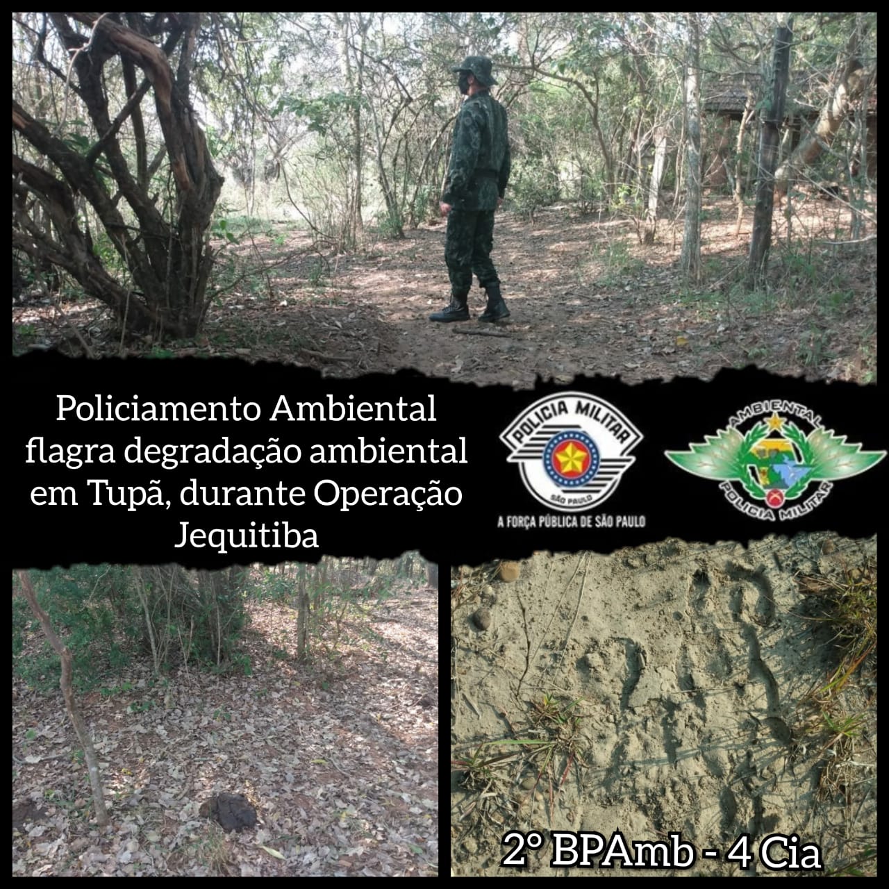 Polícia Ambiental aplica multa de quase R$ 1 milhão por danos em vegetação nativa de Varpa