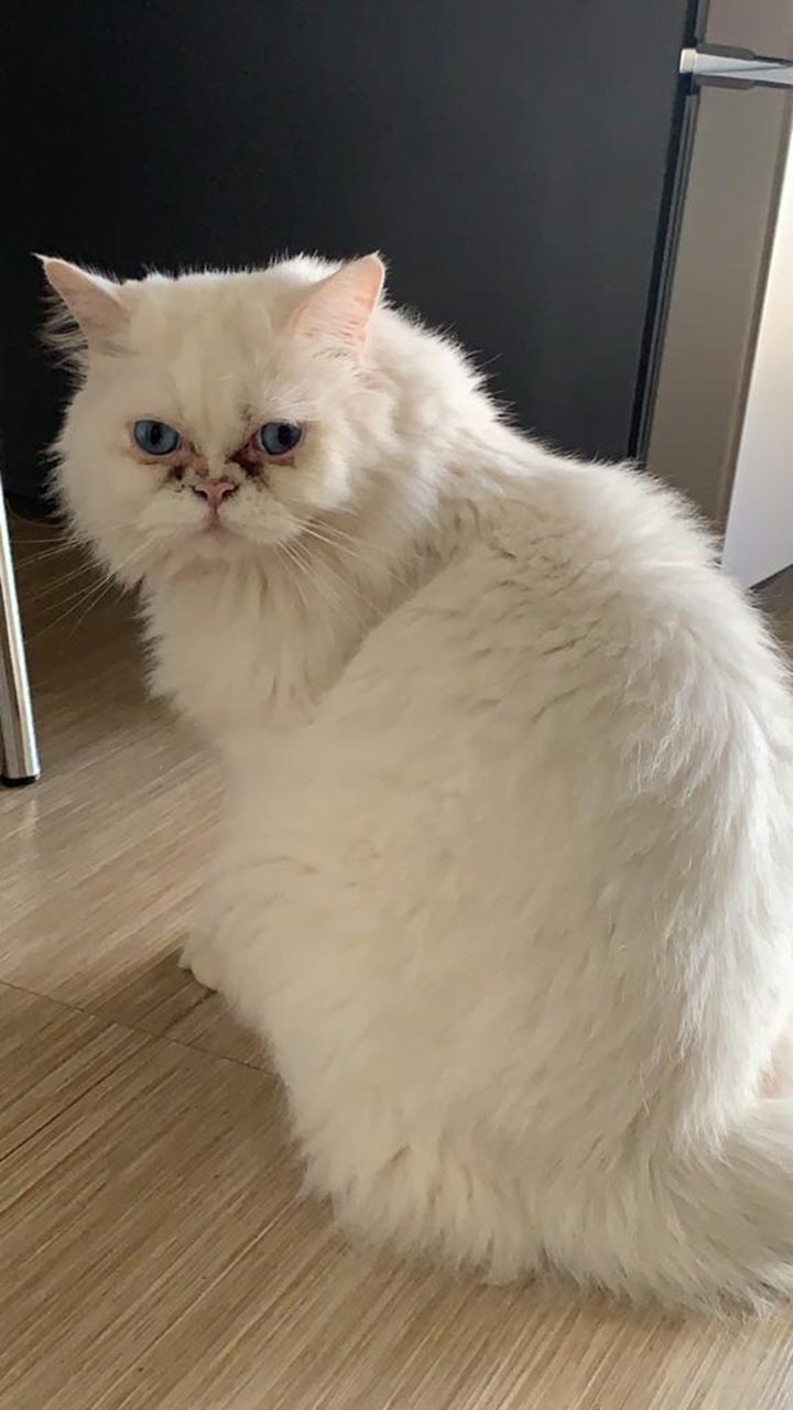 Gato branco, de olhos azuis, raça persa e com aproximadamente 6 kg.
