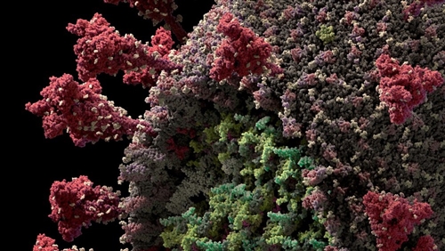 Reprodução em 3D do modelo do novo coronavírus (Sars-CoV-2) criada pela Visual Science. Dentro do verde mais claro, as bolinhas vermelhas representam o  centro  do vírus, o genoma de RNA; as bolinhas verdes são proteínas  especiais , que protegem esse material genético. Ao redor do verde, o vermelho mais fraco é a  casca , feita de uma membrana retirada da célula hospedeira. O vermelho mais vivo são as proteínas  matrizes  codificadas pelo vírus. As  pontas  que saem do vírus são as  lanças de proteínas , que o vírus usa para se conectar às células hospedeiras e infectá-las. ? Foto: Reprodução/Visual Science.