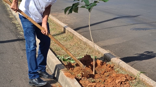 Zona Leste de Tupã recebe o plantio de 42 árvores.