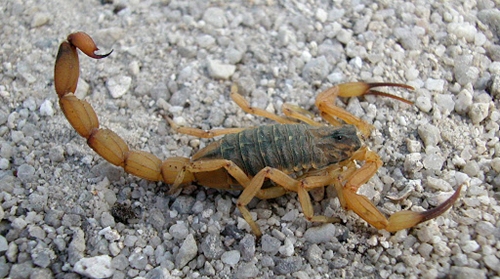 Menino picado por escorpião em novembro se recupera.