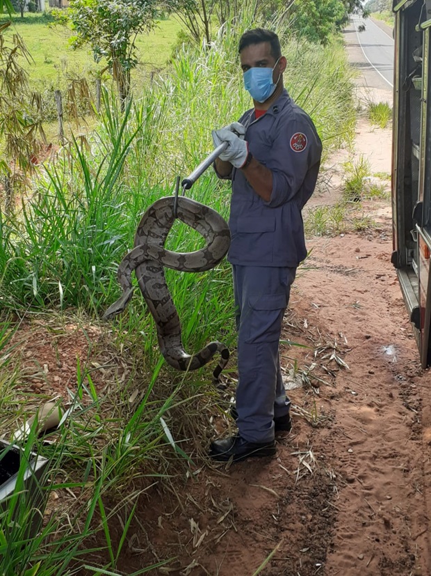 Como não apresentava nenhum ferimento aparente, a serpente jiboia foi solta em seu habitat natural.