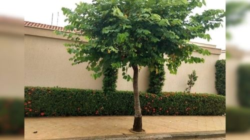Cerca de 2 mil moradores de Tupã terão que plantar árvores em frente aos imóveis. - Foto Ilustrativa.