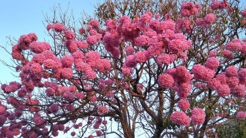 Foto: Dernival Mânfio