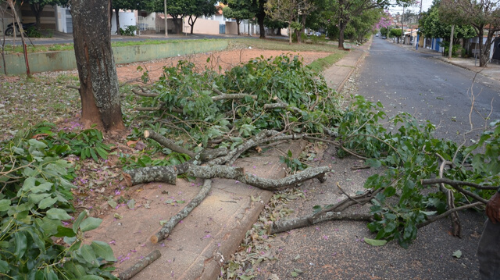 Meio Ambiente convoca podadores de árvores para reunião presencial (Foto/Prefeitura de Tupã).
