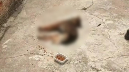 Mulher é multada em R$ 6 mil por maus-tratos e morte de carro, em Presidente Prudente