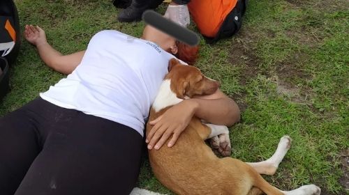 Cão se deita ao lado de motociclista que caiu da moto ao fazer um desvio para não atropelar o animal — Foto: Corpo de Bombeiros/Divulgação