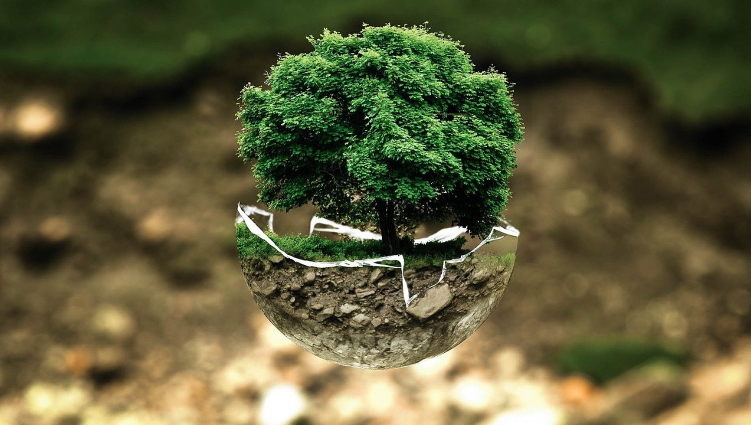 Prefeitura cumpriu 28% do acordo firmado para arborização da cidade - Foto: Pixabay