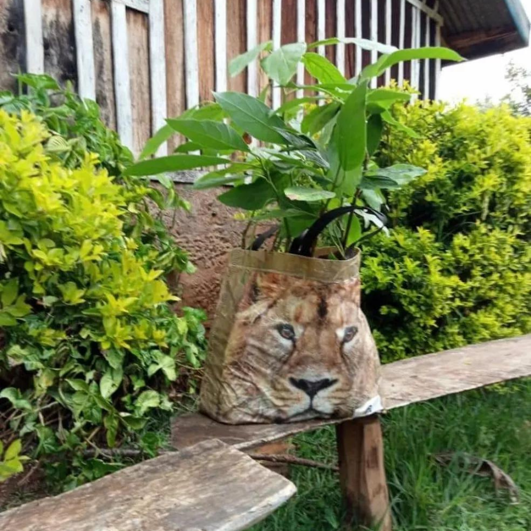 Sacola de mercado com rosto de leão desenhado é vista sobre banco no Quênia — Foto: Kenya Wildlife Service/Reprodução