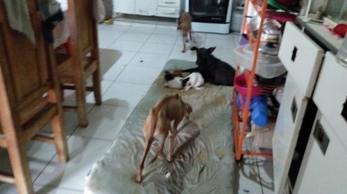 14 cães e 4 gatos estavam no local/Foto: Polícia Militar Ambiental