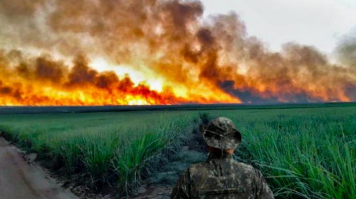 Polícia Ambiental realiza campanha para evitar incêndios em vegetação - Foto: Polícia Ambiental
