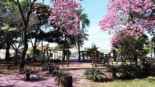 Florada de Ipê trazem um novo colorido às ruas da cidade - Foto: Diário de Tupã