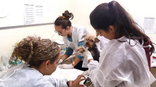 Mulher é presa por manter mais de 30 cães em situação de maus-tratos em Araçatuba - Foto: Prefeitura de Araçatuba/Divulgação