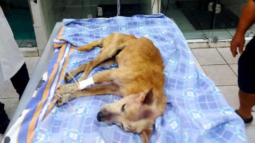 Cão foi socorrido e recebe cuidados em uma clínica veterinária — Foto: Polícia Ambiental