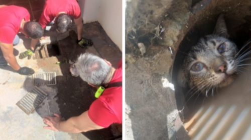 Bombeiros resgatam gato preso em tubulação de casa, em Adamantina - Foto: Reprodução Siga Mais