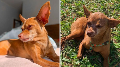 Família contrata empresa de cães farejadores e oferece R$ 10 mil para encontrar cachorra desaparecida — Foto: Lucia Guizzardi /Arquivo pessoal