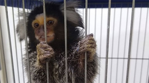 Macaco da espécie Sagui de Tufo branco - Foto: PM Ambiental