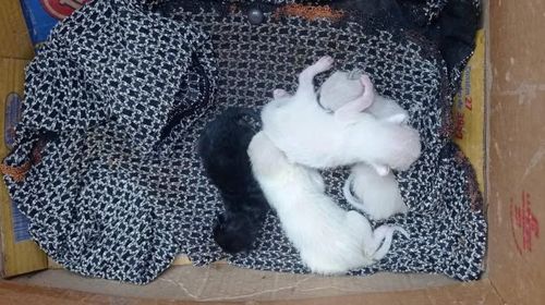 Cinco filhotes de gatos também foram resgatados em Adamantina (SP) — Foto: Polícia Militar