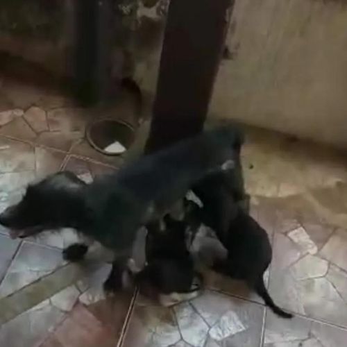 Menino de 4 anos e seis cães são resgatados em Osvaldo Cruz (SP) — Foto: Polícia Militar