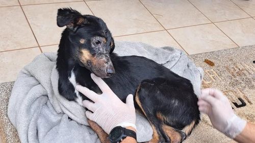Homem é multado em R$ 3 mil por maus-tratos a cachorro, em Rancharia (SP) — Foto: Polícia Ambiental