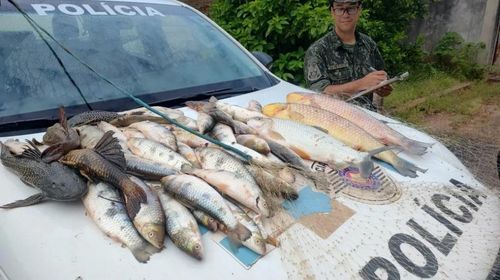 Pescadores capturaram 27,950 quilos de peixes durante pesca predatória no Rio Aguapeí, em Lucélia (SP) — Foto: Polícia Ambiental