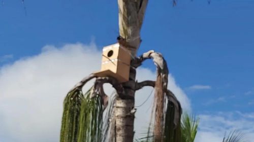 Ninhos artificiais são instalados em Adamantina (SP) para a reprodução da arara-canindé — Foto: Divulgação