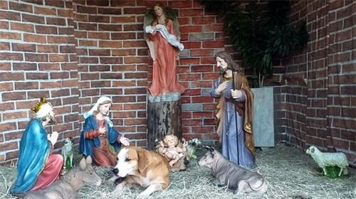 Cachorro chama atenção de fiéis ao buscar abrigo em presépio da igreja católica de Bastos (Foto/ Cedida por Erondina Oliveira Joaneto)