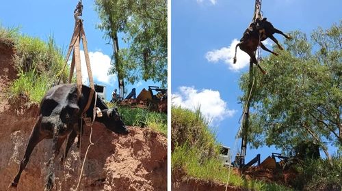 Resgate da vaca durou mais de quatro horas em Tupã (SP) — Foto: Prefeitura de Tupã/Divulgação