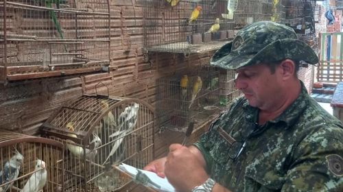Polícia Ambiental autua homem em mais de R$ 13 mil por armazenar aves exóticas, em Rancharia (SP) — Foto: Polícia Ambiental