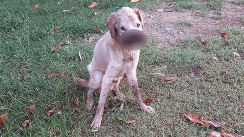 Cachorro foi abandonado e vítima de maus-tratos em Rosana (SP) — Foto: Polícia Militar Ambiental