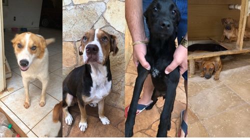 Cinco cachorros que foram abandonados na rua procuram um lar em Tupã (Foto/Cedida por Maíra)