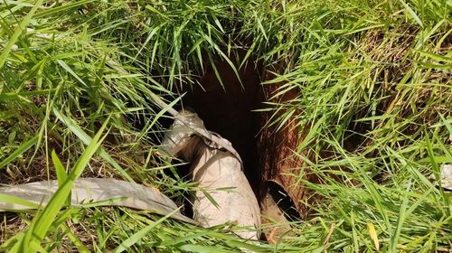 Animal caiu em uma caixa de águas pluviais de uma propriedade rural — Foto: João Trentini/Arquivo pessoal